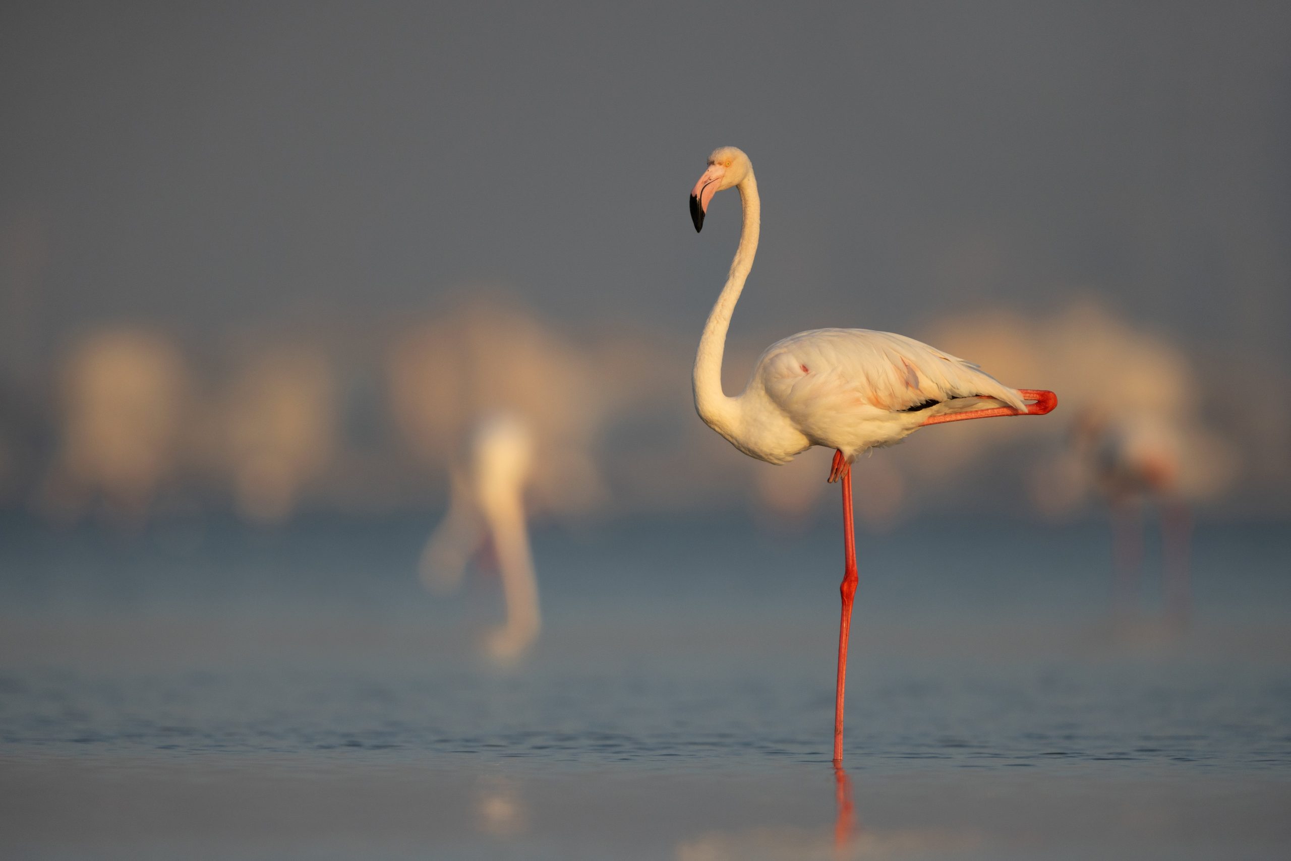 Op n Poot Staan Kost Een Flamingo Minder Moeite Dan Op Twee Op n Poot Staan Kost Een Flamingo Minder Moeite Dan Op Twee