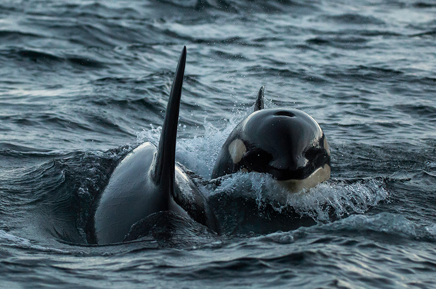 Ontdek alles over orka's - National Geographic Junior