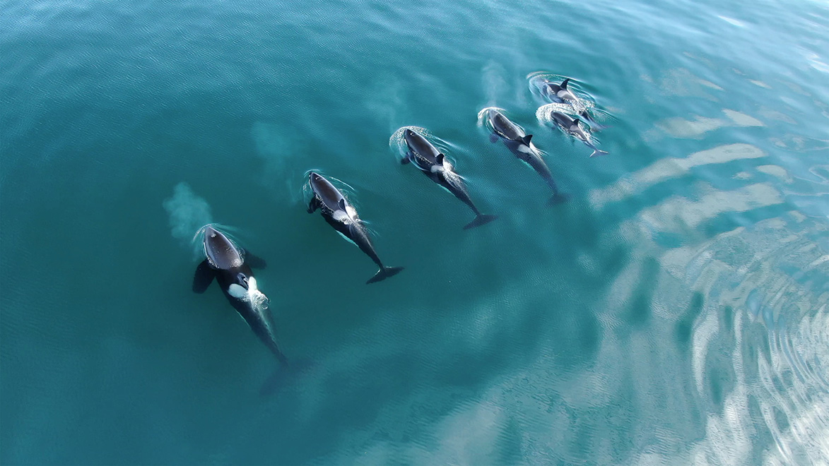Ontdek alles over orka's - National Geographic Junior